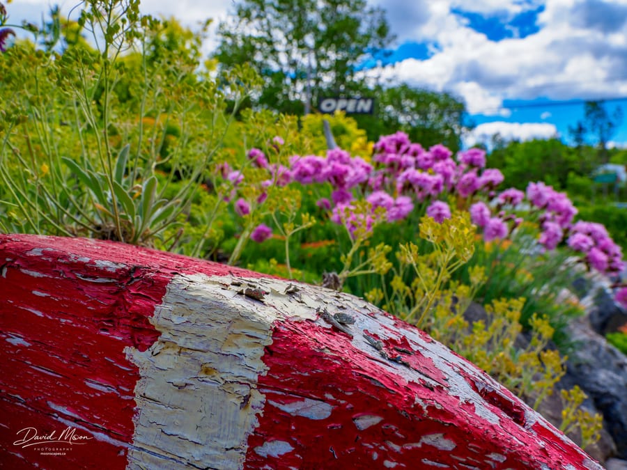 Weathered Boat and Wildflowers