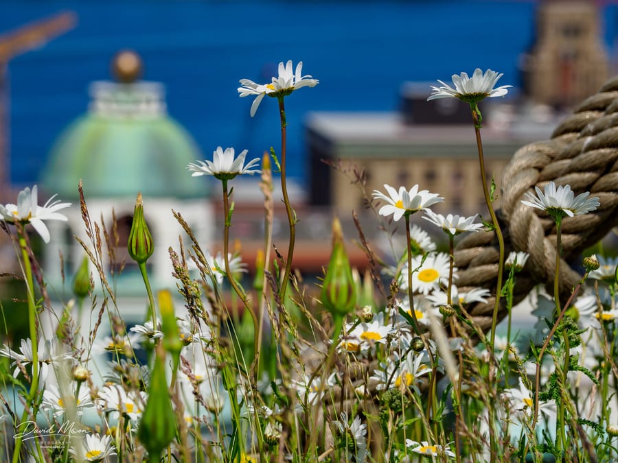 Flowers at Halifax Citadel, Nova Scotia