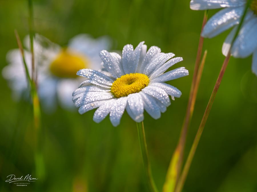 Daisy with Morning Dew