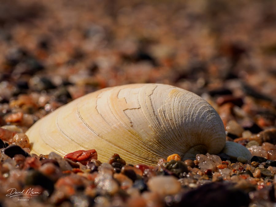 Shell on the Shore
