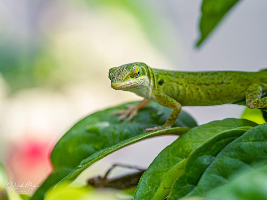 Green Anole at Harry P Leu Gardens, Orlando, Florida