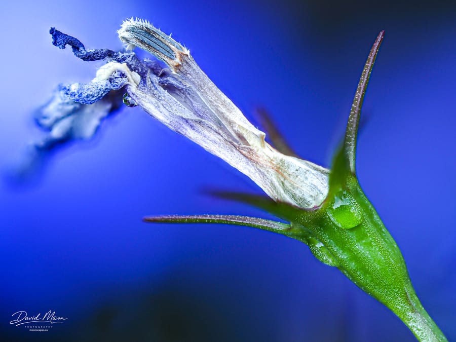 Fading Flower