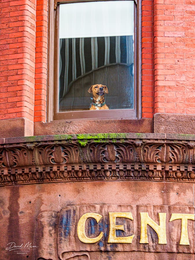 Puppy in the Window