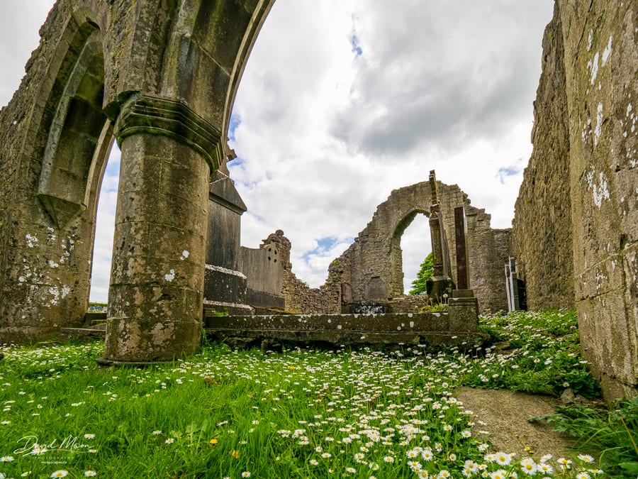 Daisies among the Abbey Ruins