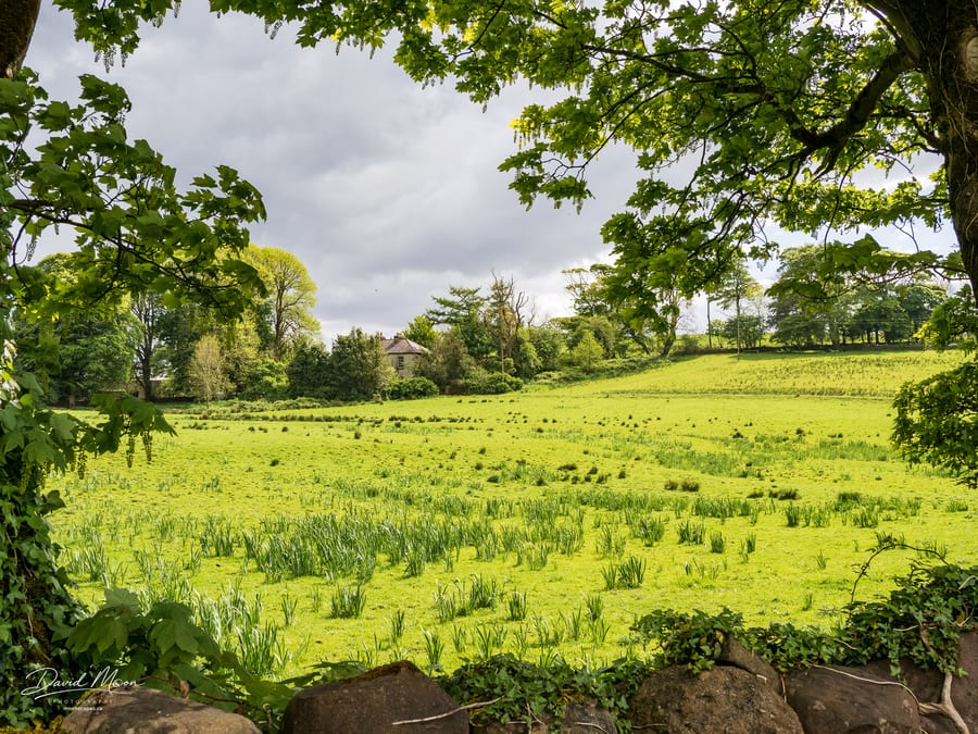 Green Pasture by the Old House