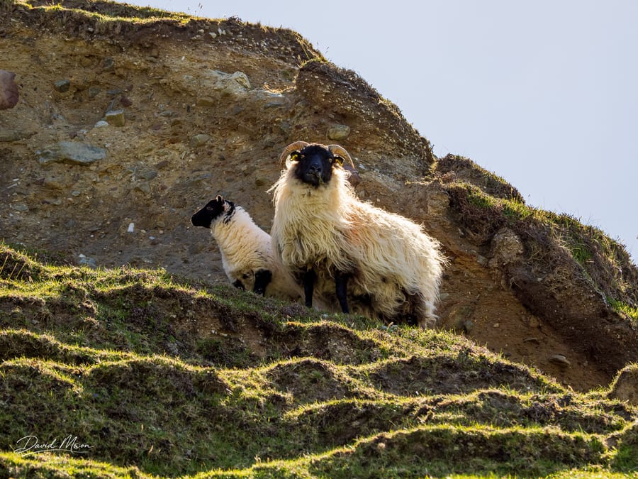 Ewe and Lamb on the Hillside