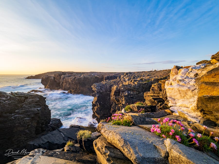 Sea Thrift on the Cliffs