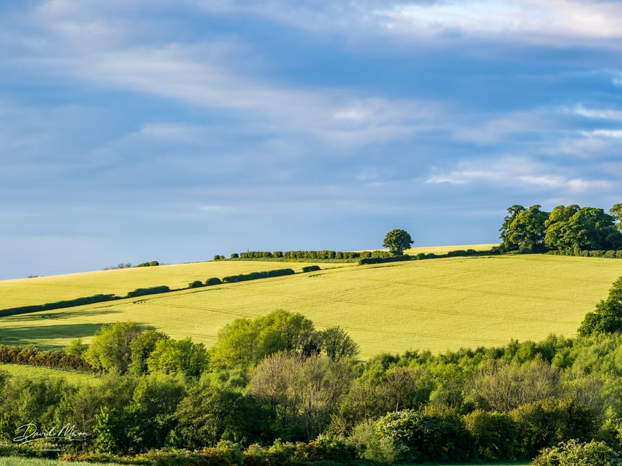 Sunlit Irish Fields
