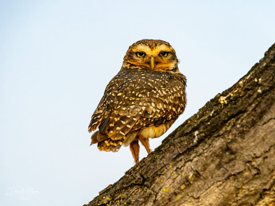 Burrowing Owl