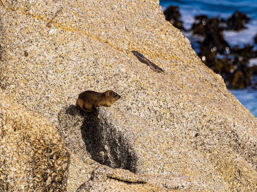 Rock Hyrax on a Boulder