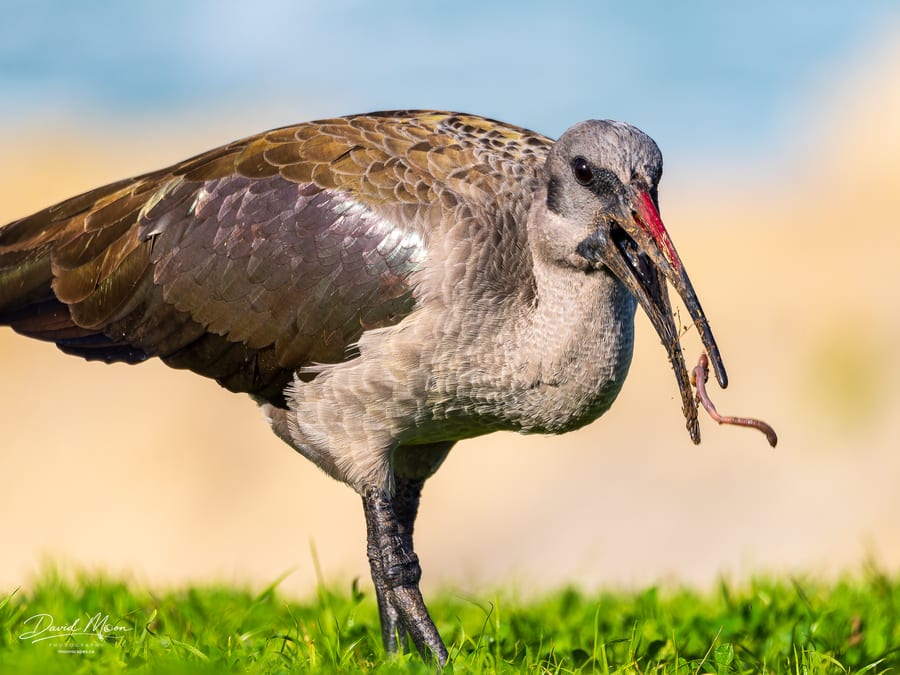 Hadada Ibis With a Catch