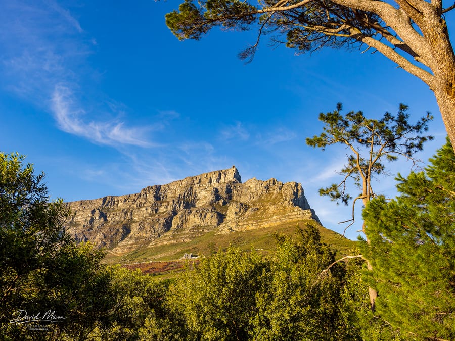 Table Mountain Framed by Trees
