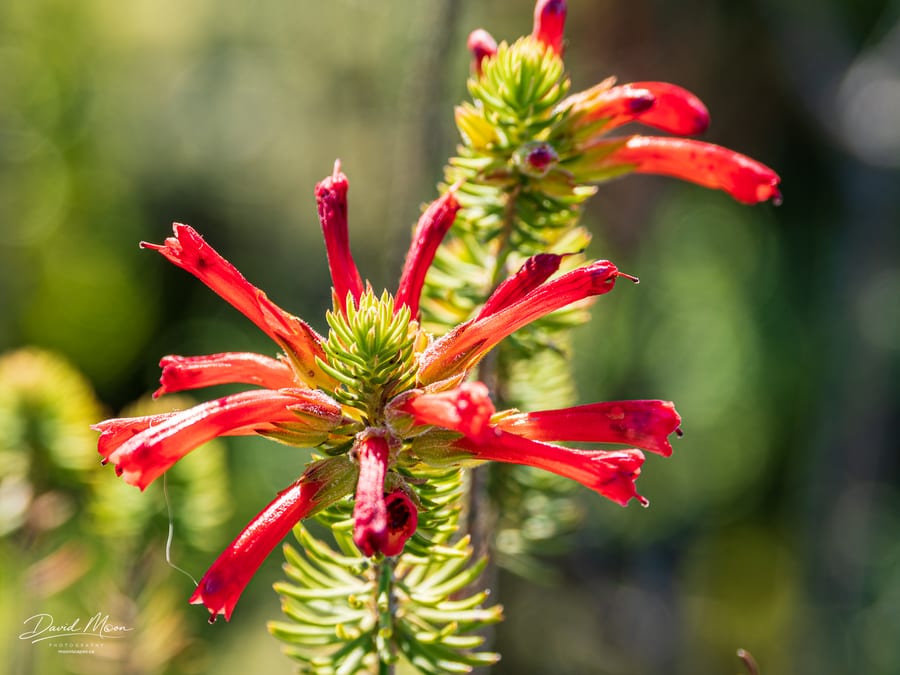 Red Tubular Flowers