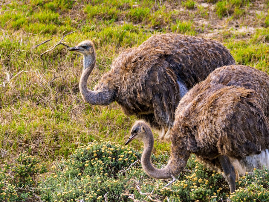Ostriches in the Fynbos