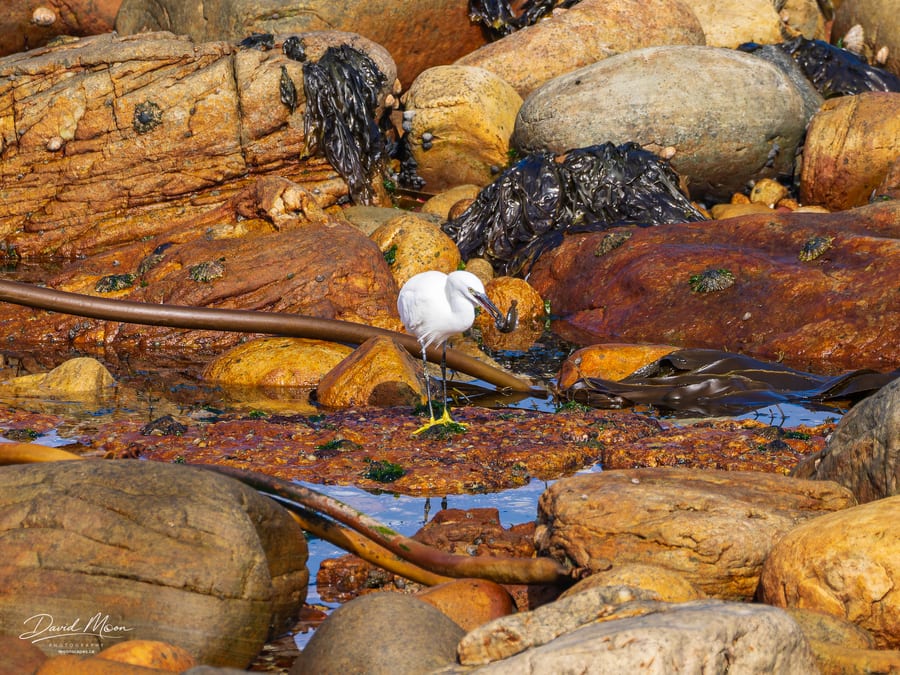Little Egret Among the Rocks