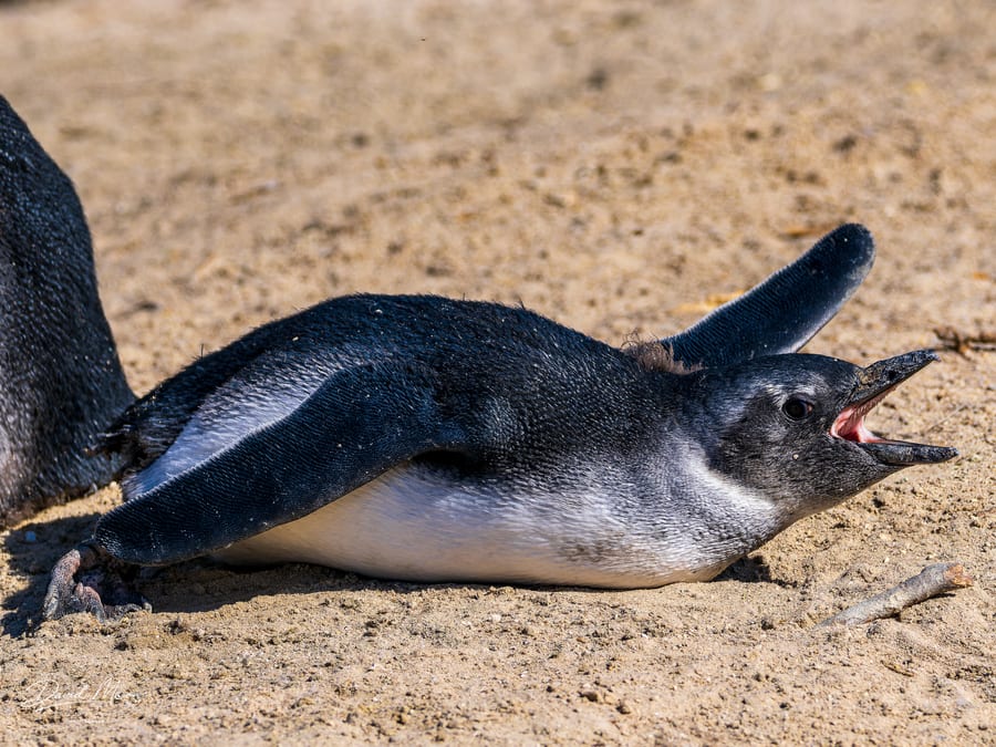 African Penguin Calling
