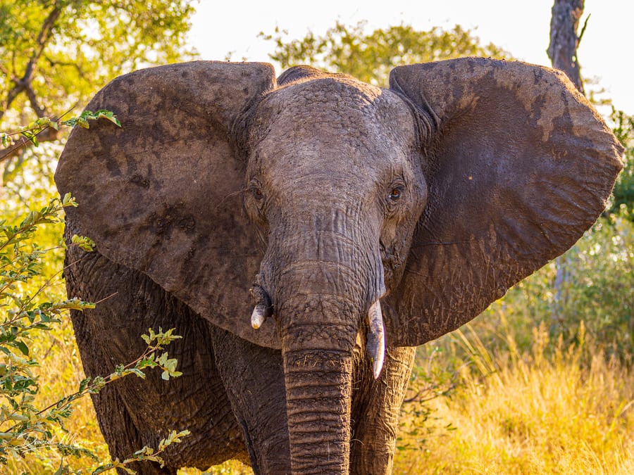 African Elephant