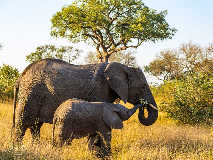 Elephants Sharing a Branch