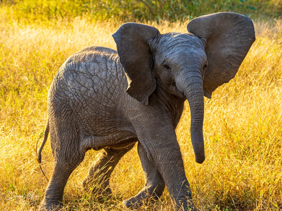 Baby Elephant in Golden Grass