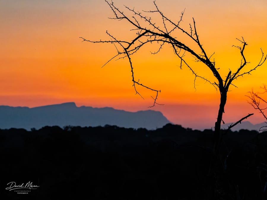 Thornybush Sunset