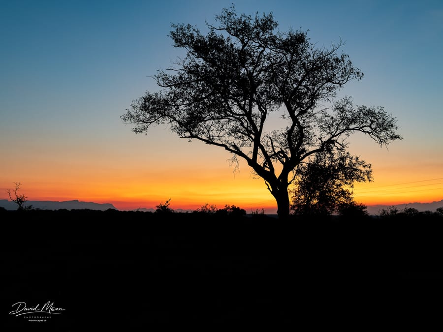 Acacia Silhouette at Sunset