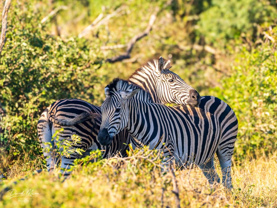 Zebras in the Bush