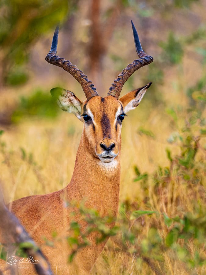 Impala Buck