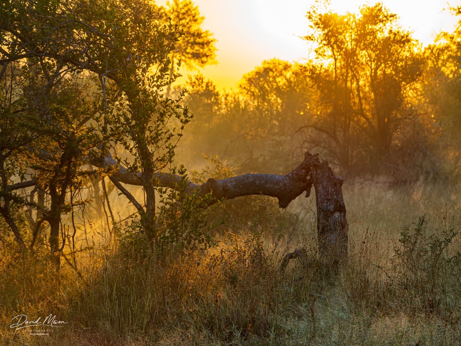 Sunrise Through the Bushveld
