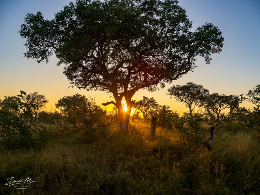 Bushveld Sunrise
