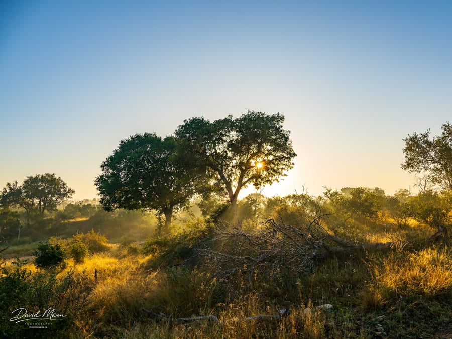 Morning Light in Thornybush