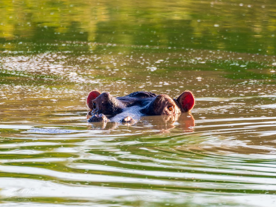 Hippopotamus in the Water