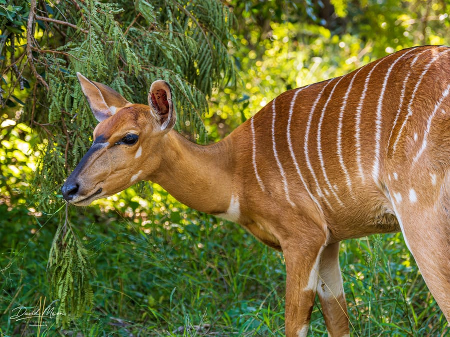 Nyala Antelope