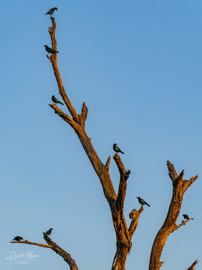 Cape Starlings