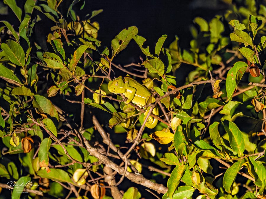 Chameleon in the Foliage