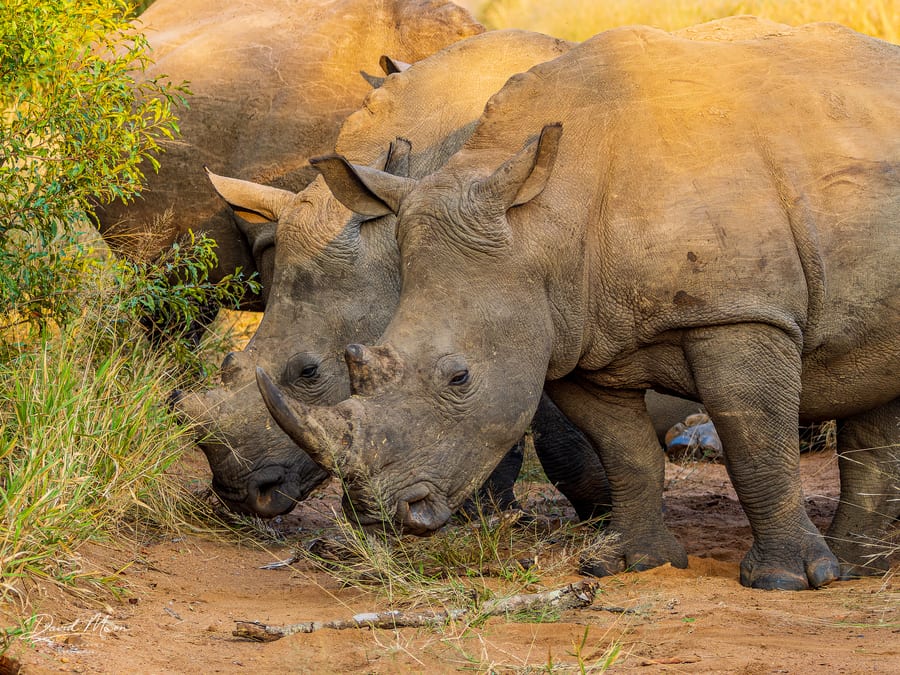 White Rhinos