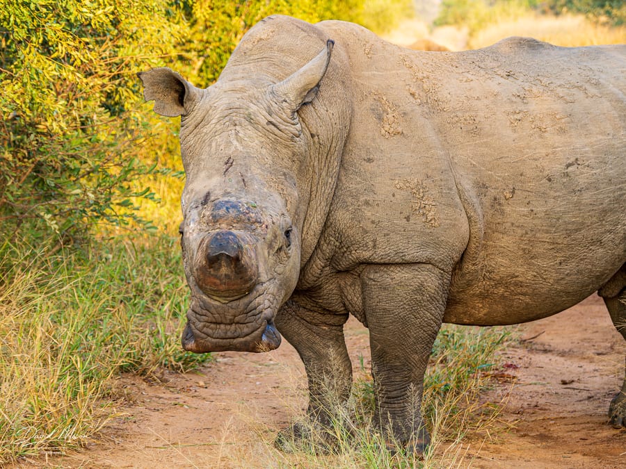 White Rhinoceros Portrait