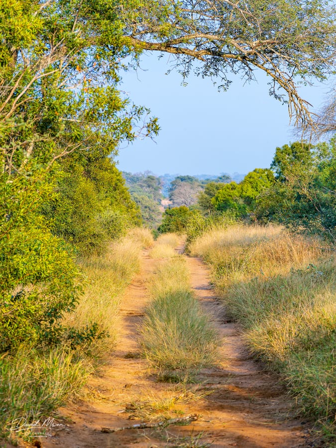 Safari Track Through Thornybush