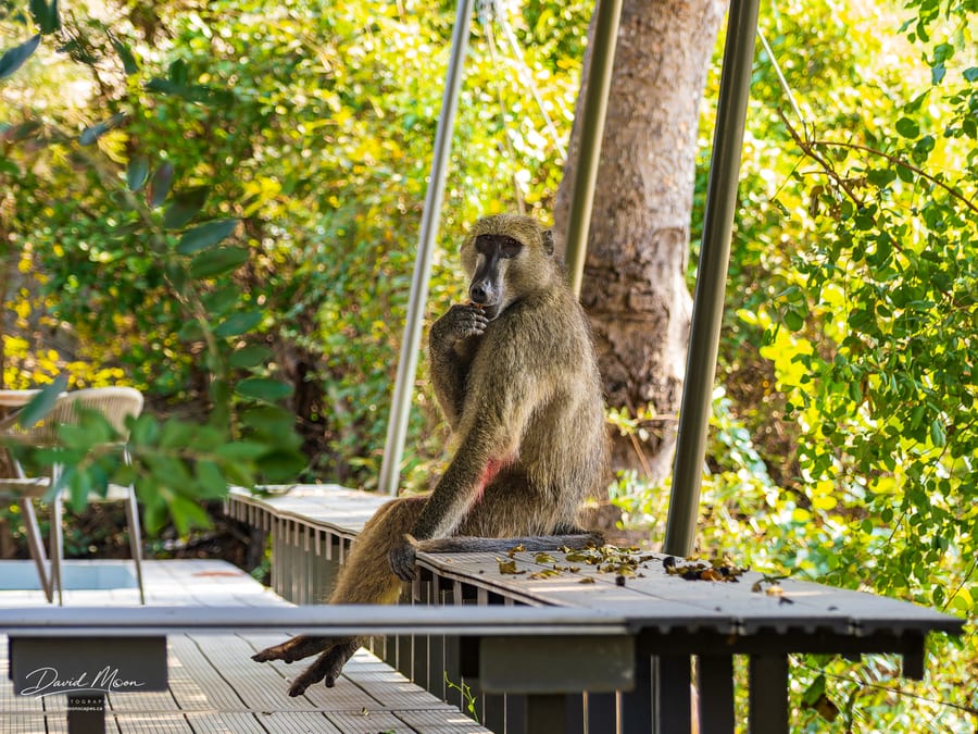 Baboon at the Lodge