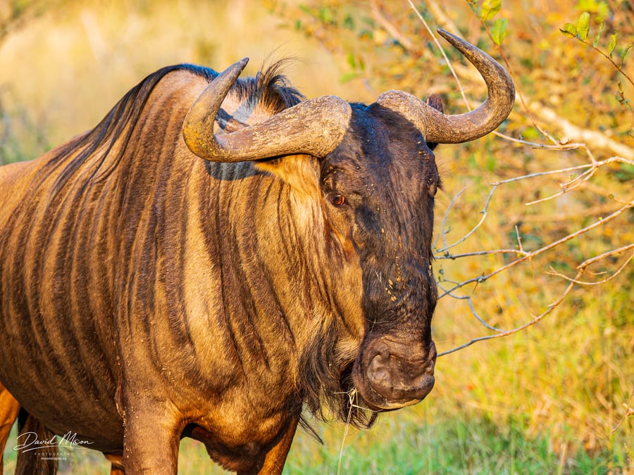 Wildebeest in the Grass