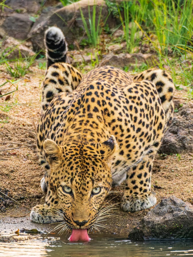 At the Waterhole