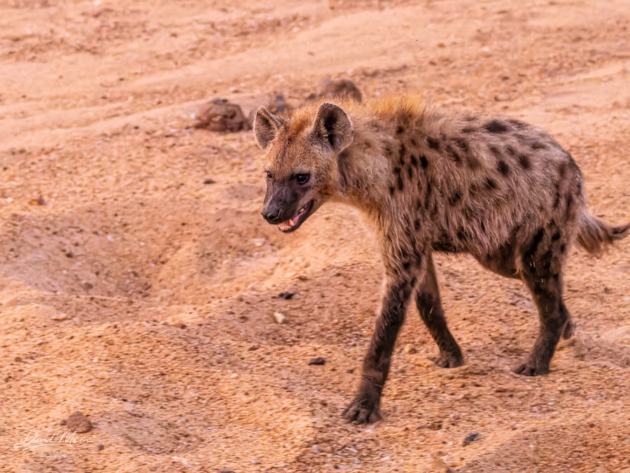 Spotted Hyena