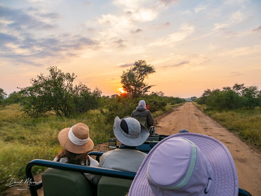 Morning Safari Drive