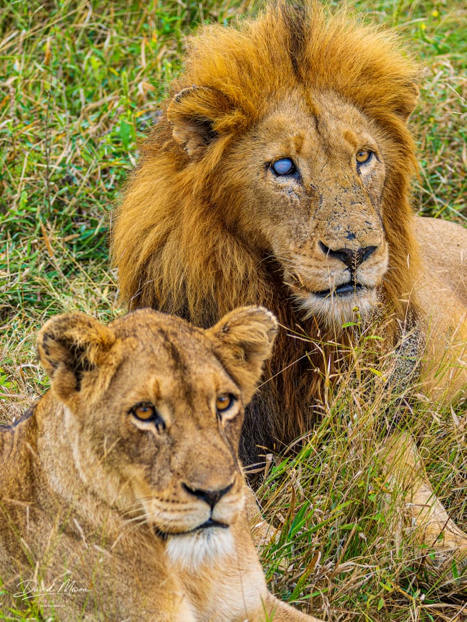 Lion Pair