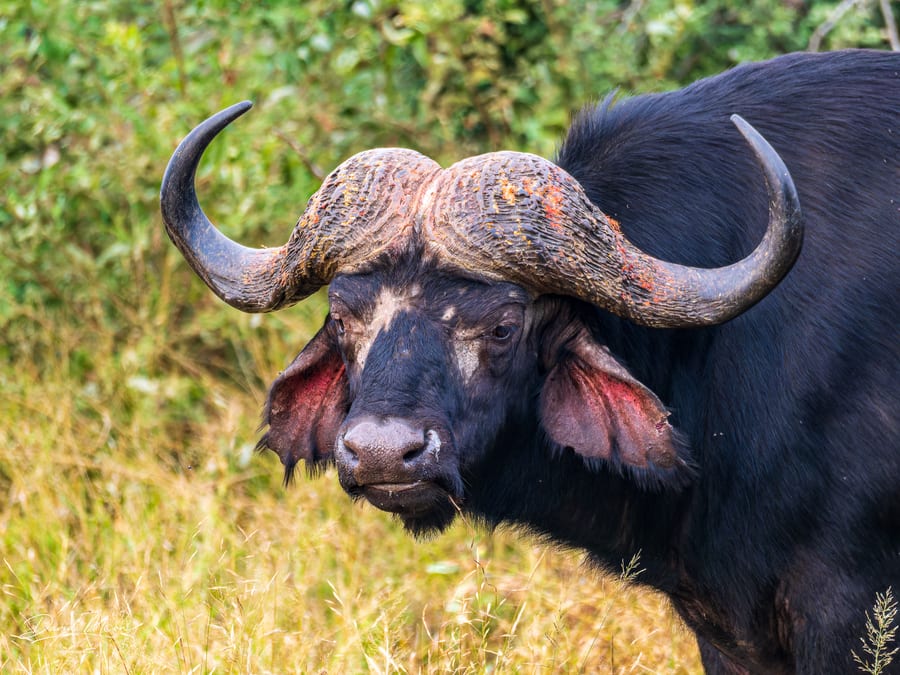 African Buffalo