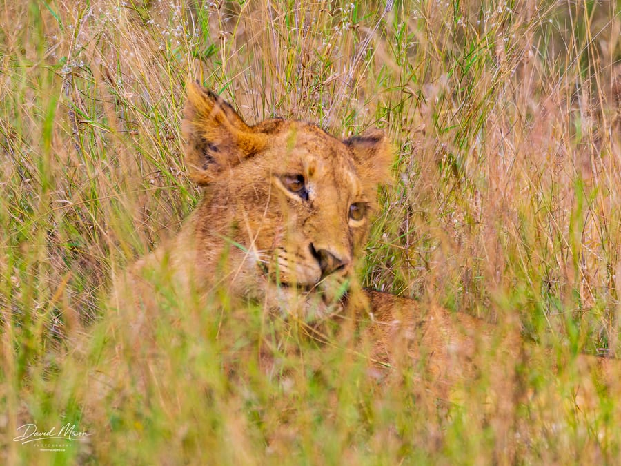 Lion Cub in the Grass
