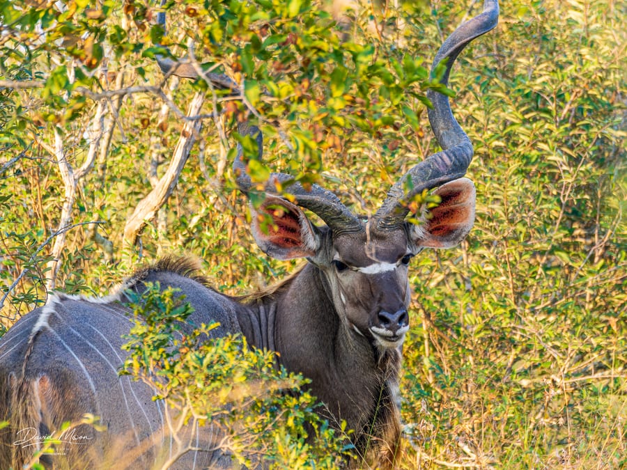Kudu in the Brush