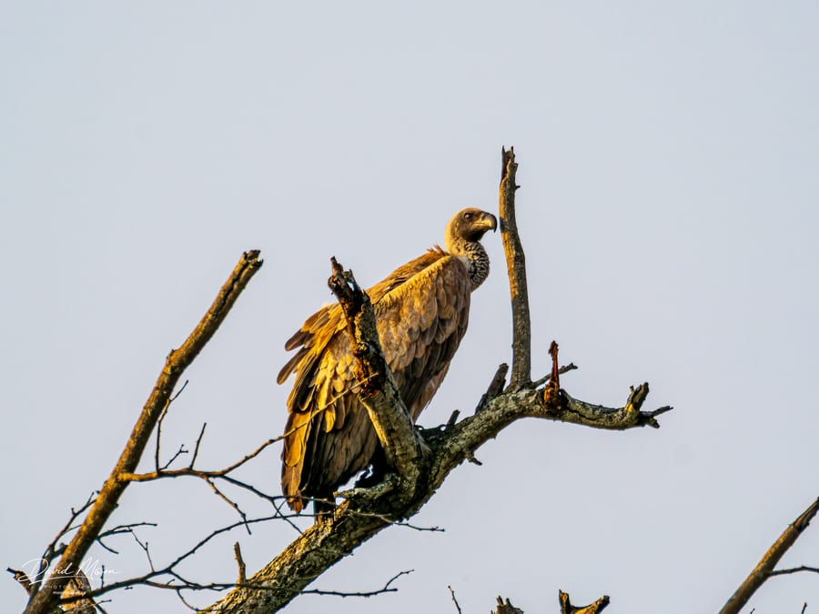 White-backed Vulture