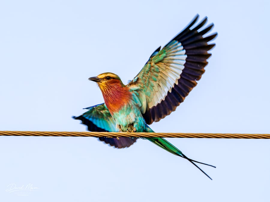 Lilac-breasted Roller Landing