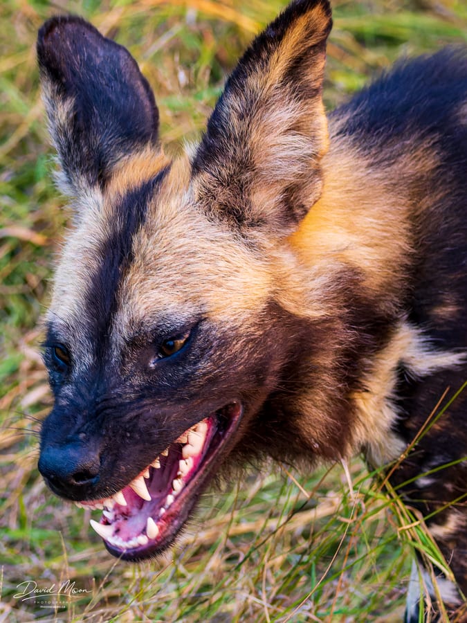 Watchful Wild Dog