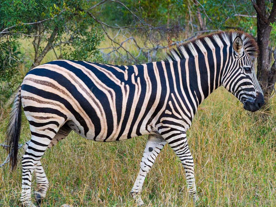 Zebra Portrait